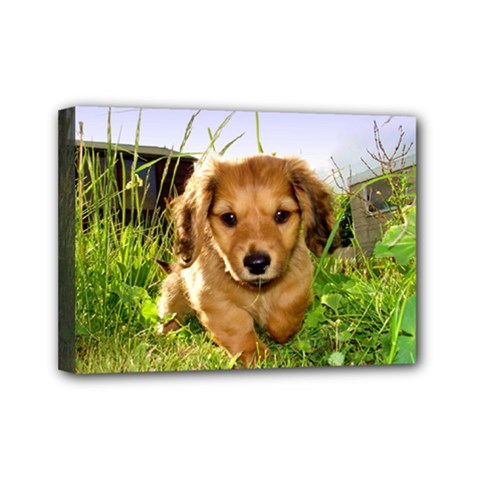 Puppy In Grass Mini Canvas 7  x 5  (Stretched) from ArtsNow.com