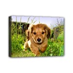 Puppy In Grass Mini Canvas 7  x 5  (Stretched)