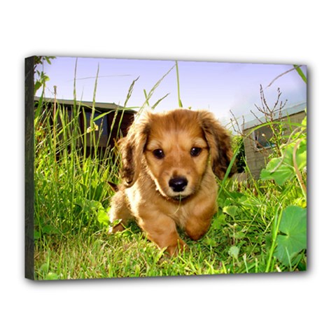 Puppy In Grass Canvas 16  x 12  (Stretched) from ArtsNow.com