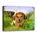 Puppy In Grass Canvas 16  x 12  (Stretched)