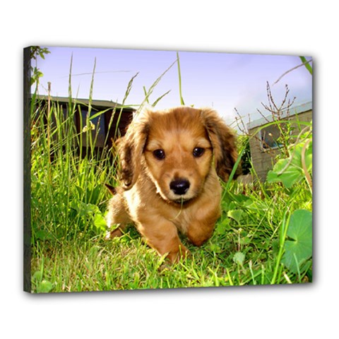 Puppy In Grass Canvas 20  x 16  (Stretched) from ArtsNow.com