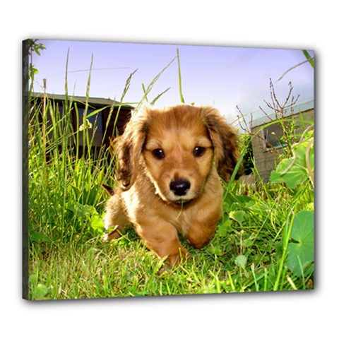 Puppy In Grass Canvas 24  x 20  (Stretched) from ArtsNow.com