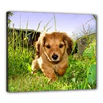 Puppy In Grass Canvas 24  x 20  (Stretched)