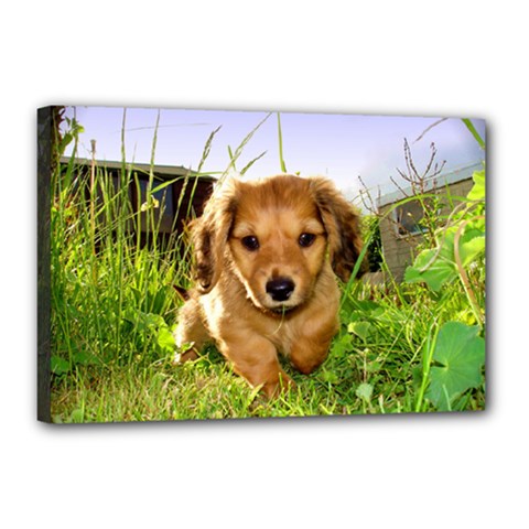 Puppy In Grass Canvas 18  x 12  (Stretched) from ArtsNow.com