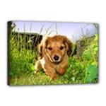 Puppy In Grass Canvas 18  x 12  (Stretched)