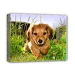 Puppy In Grass Deluxe Canvas 14  x 11  (Stretched)