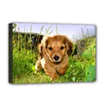 Puppy In Grass Deluxe Canvas 18  x 12  (Stretched)