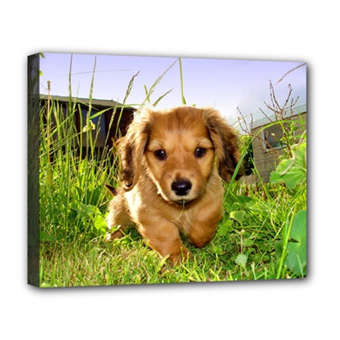 Puppy In Grass Deluxe Canvas 20  x 16  (Stretched) from ArtsNow.com