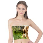 Puppy In Grass Tube Top