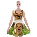 Puppy In Grass Velvet Skater Dress