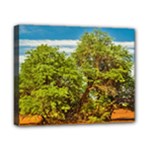 Carob Tree, Talampaya National Park, La Rioja, Argentina Canvas 10  x 8  (Stretched)