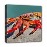 Colored Crab, Galapagos Island, Ecuador Mini Canvas 8  x 8  (Stretched)