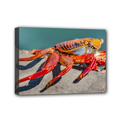 Colored Crab, Galapagos Island, Ecuador Mini Canvas 7  x 5  (Stretched) from ArtsNow.com