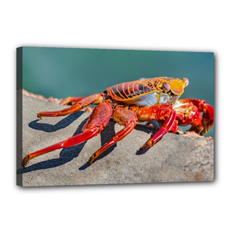 Colored Crab, Galapagos Island, Ecuador Canvas 18  x 12  (Stretched) from ArtsNow.com