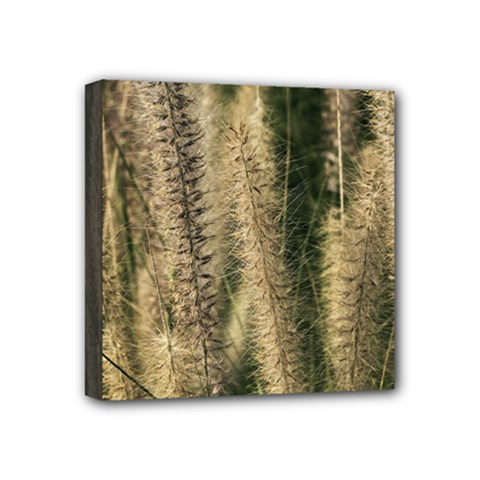Fountain Grass Under The Sun Mini Canvas 4  x 4  (Stretched) from ArtsNow.com