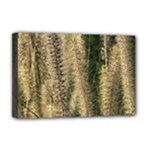 Fountain Grass Under The Sun Deluxe Canvas 18  x 12  (Stretched)