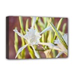 Stars On The Sand Deluxe Canvas 18  x 12  (Stretched)