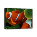 Fish Mini Canvas 7  x 5  (Stretched)
