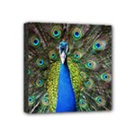 Peacock Bird Feathers Pheasant Nature Animal Texture Pattern Mini Canvas 4  x 4  (Stretched)