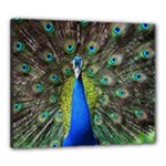 Peacock Bird Feathers Pheasant Nature Animal Texture Pattern Canvas 24  x 20  (Stretched)