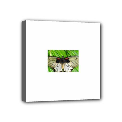 butterfly Mini Canvas 4  x 4  (Stretched) from ArtsNow.com