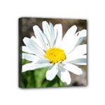 Daisy Mini Canvas 4  x 4  (Stretched)