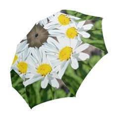 Folding Umbrella 