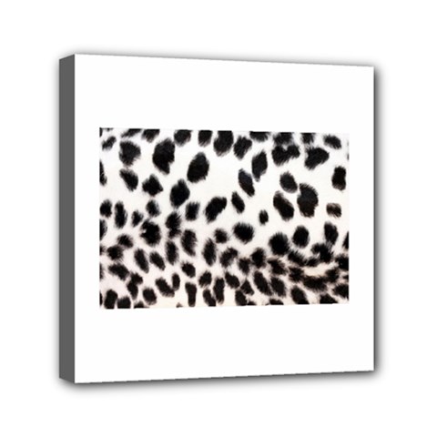 Snow Leopard	Mini Canvas 6  x 6  (Stretched) from ArtsNow.com