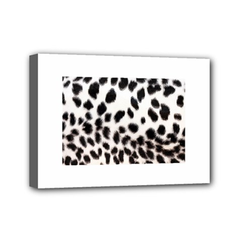 Snow Leopard	Mini Canvas 7  x 5  (Stretched) from ArtsNow.com