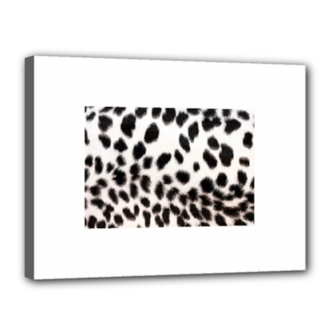 Snow Leopard	Canvas 16  x 12  (Stretched) from ArtsNow.com