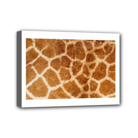 Giraffe Print	Mini Canvas 7  x 5  (Stretched) from ArtsNow.com