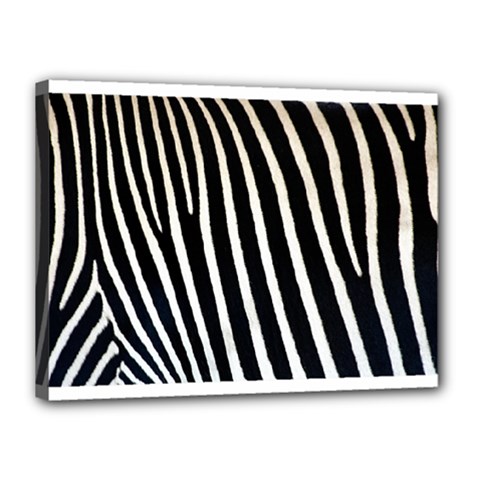 Zebra Print	Canvas 16  x 12  (Stretched) from ArtsNow.com
