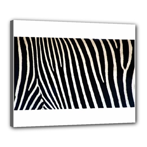 Zebra Print	Canvas 20  x 16  (Stretched) from ArtsNow.com