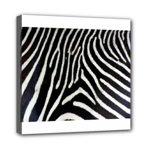 Zebra Print Big	Mini Canvas 8  x 8  (Stretched) from ArtsNow.com