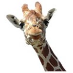 Giraffe head