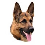 German shepherd