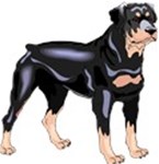 Rotweiller