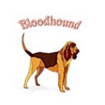 Bloodhound