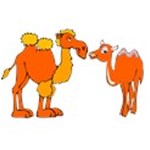 Camel love