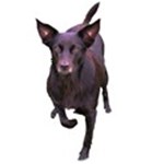 Kelpie 1