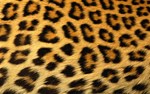 animal prints