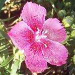 Dianthus