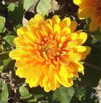 Dew Covered Mum 