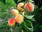 Peaches