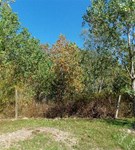 Trees Edge Woods