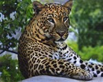 Panther