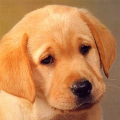 labrador