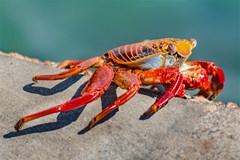 colored crab galapagos island ecuador