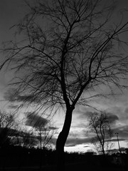 arbol alcobendas bw