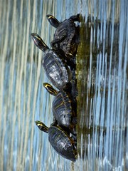 the four turtles horizontal